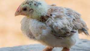 Ga dong tao - пилета с драконови крака